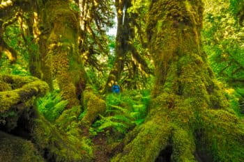 Old growth trees in Olympic National Park. Image courtesy of Matt Shiffler Photography via Flickr (CC BY-NC-SA 2.0).
