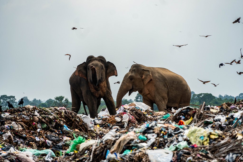 Asian elephants