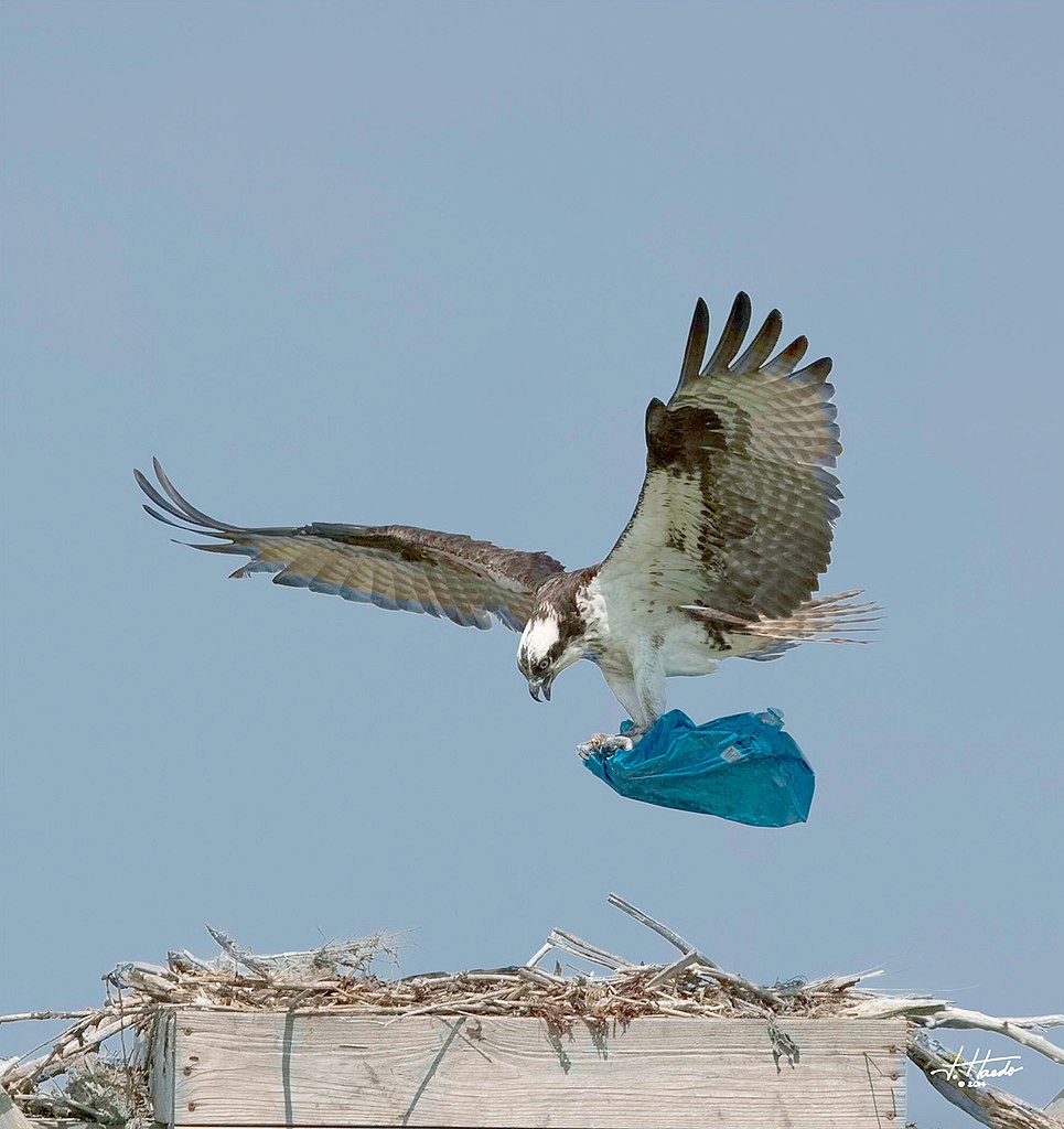 Osprey