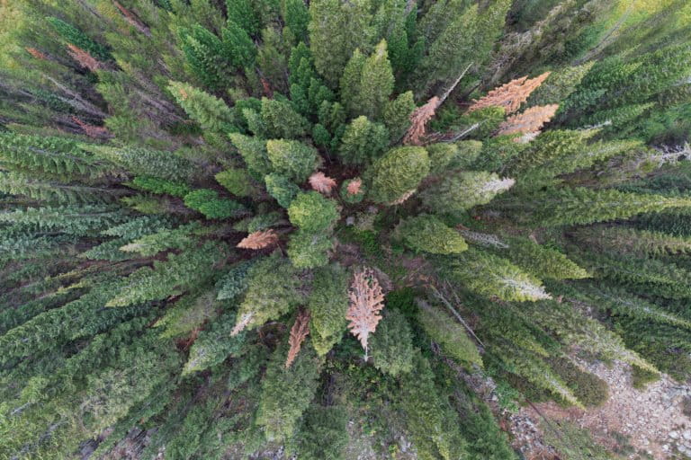 Pine forest in California's Sierra Nevada. Photo credit: Rhett A. Butler