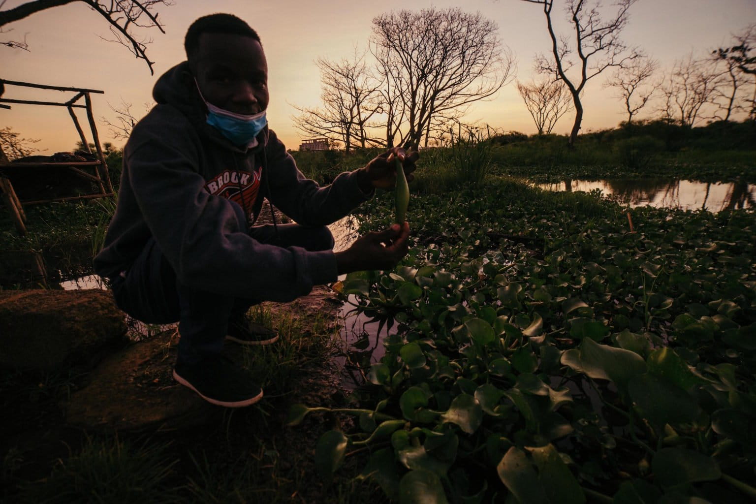 From a nuisance to a benefit, ‘world’s worst weed’ finds new use as biofuel