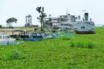 Boats afloat in a lake of hyacinth at Kisumu. Image by Richard Portsmouth via Flickr (CC BY-ND-2.0)