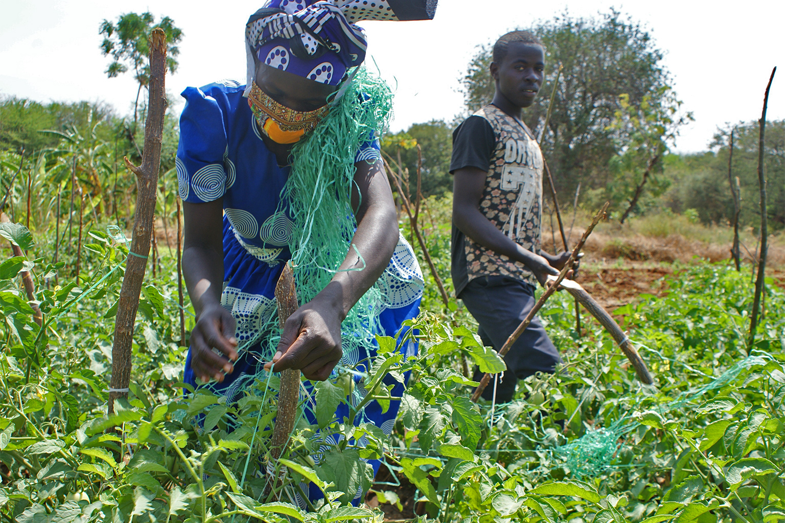 In Kenya, pushpull method tries to debug organic farming’s pest problem
