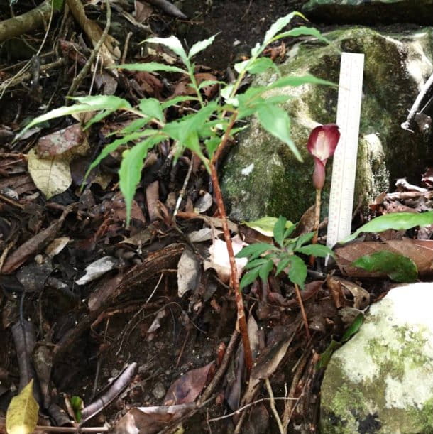 New Philippine corpse flower is phallicshaped, funky smelling — and