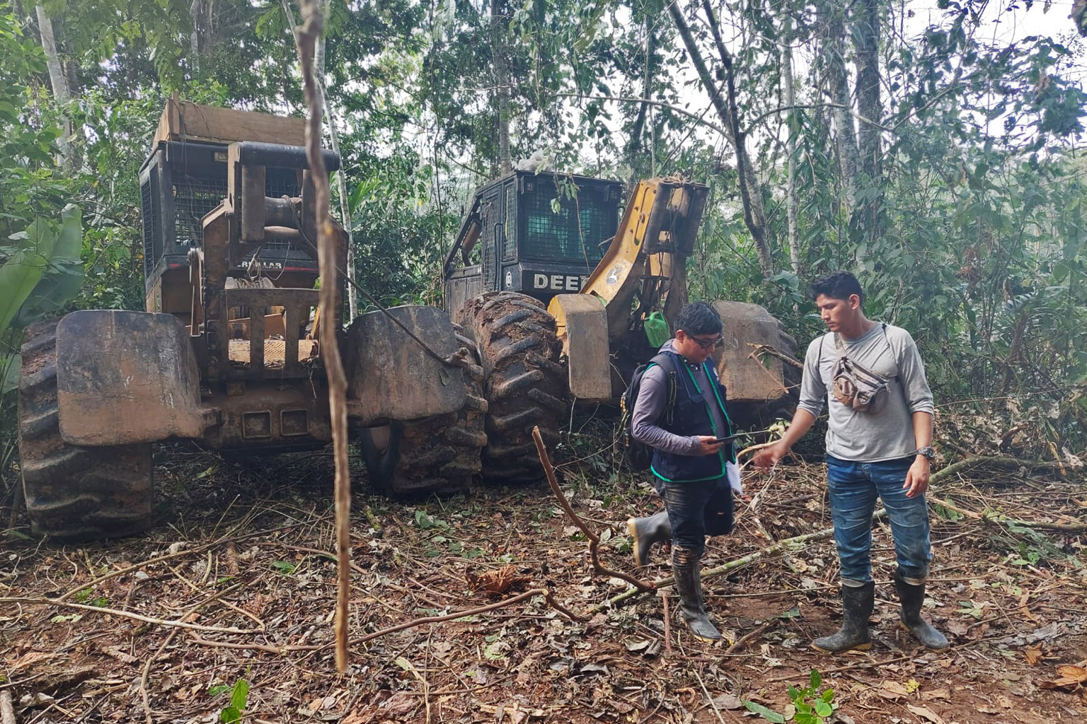 Brazil leads  in forest loss this year, Indigenous and protected  areas hold out