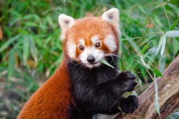 red panda