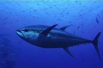 Yellowfin tuna image by Martin Gil Gallo. via the Creative Commons, CC-By-NC.
