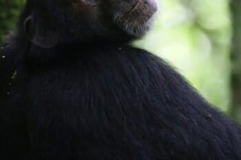 Chimpanzee