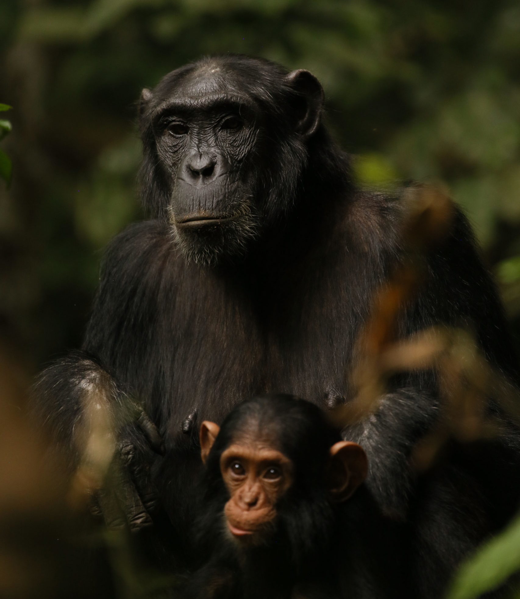 Chimpanzees