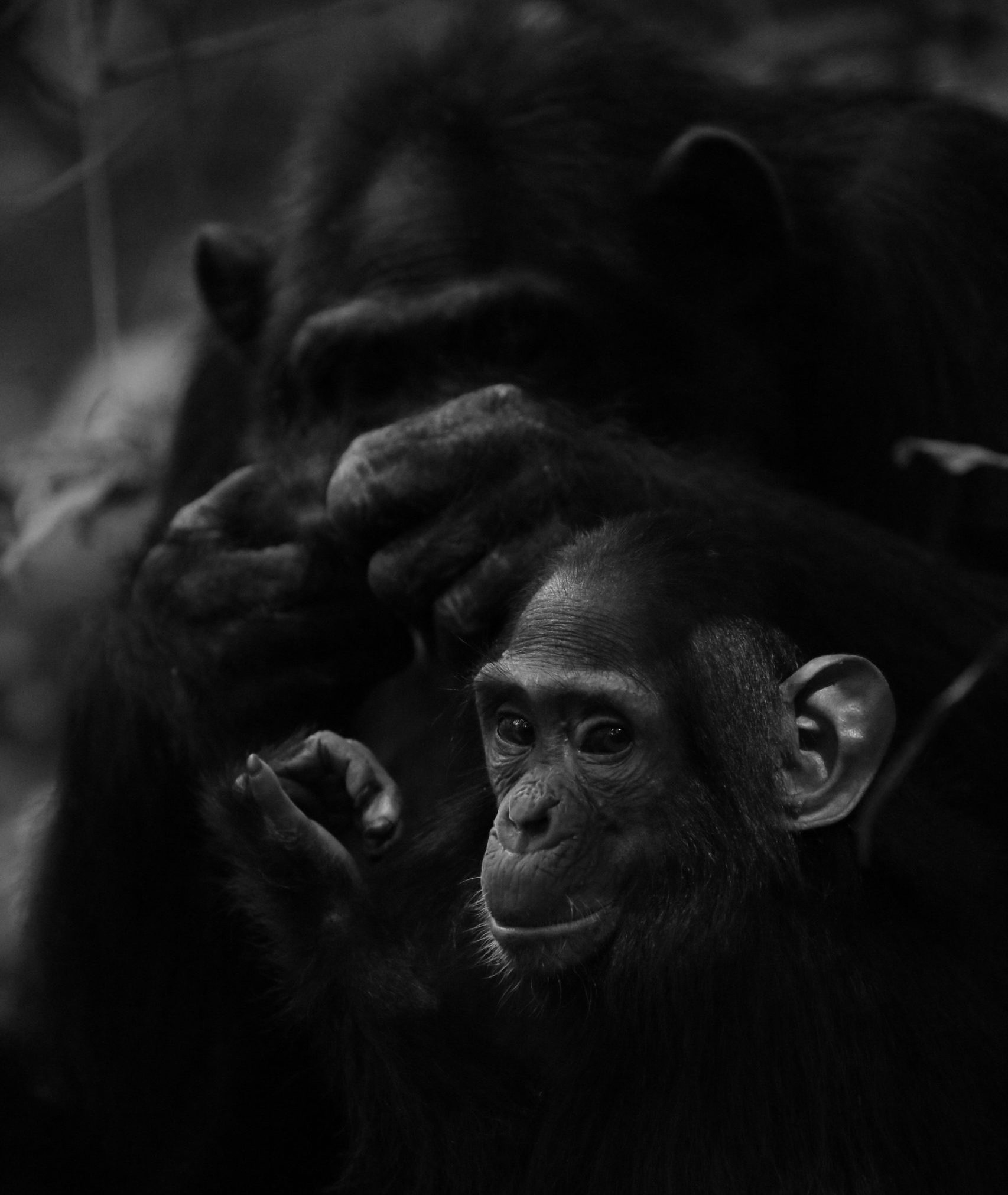 Chimpanzees