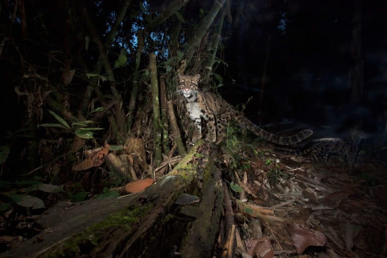 Clouded leopard in India. Photo credit: Steve Winter/National Geographic