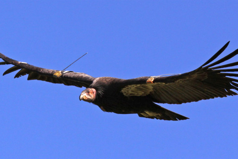 California condor flying