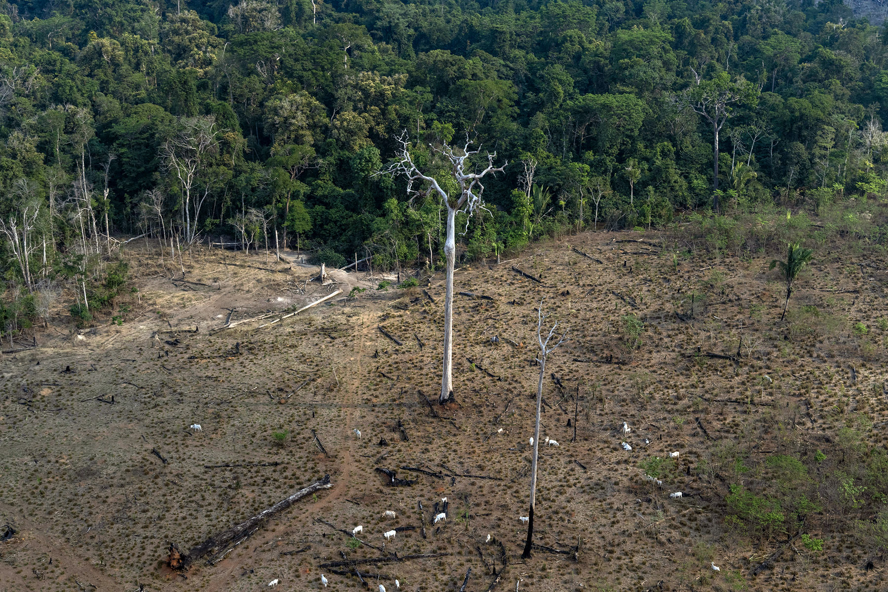 Aerial view of an area in the Amazon deforested for cattle ranching -- the biggest driver of deforestation in the Amazon -- in Lábrea, Amazonas state on Sep 15, 2021. Photo © Victor Moriyama / Amazônia em Chamas (Amazon in Flames Alliance)