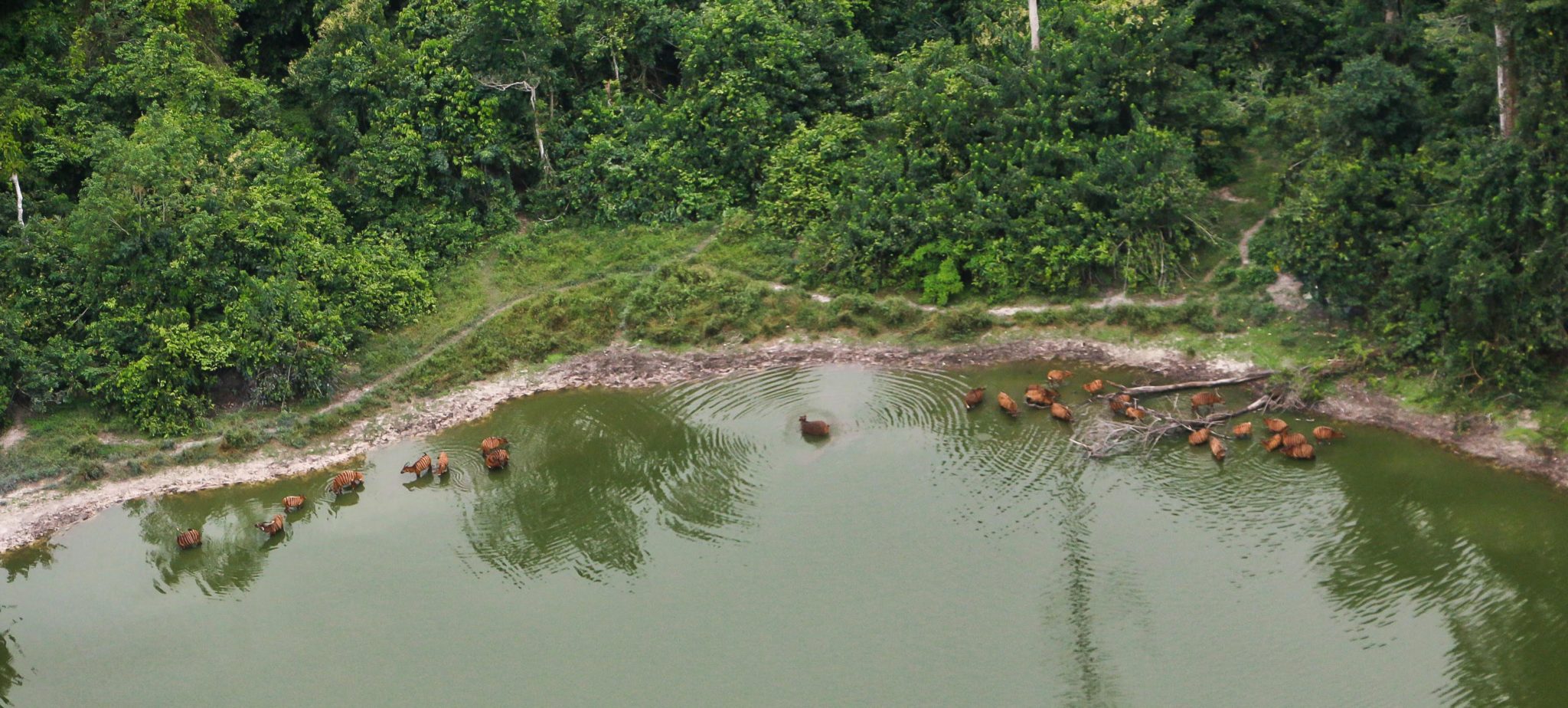 Congo’s bongos are in danger, and curbs on trophy hunting could save them An aerial view of a herd of bongos. Image courtesy of Jean Pierre Sagette/WCS.