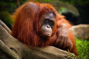 or orangutan by Dupan Pandu via Flickr (CC BY 2.0).
