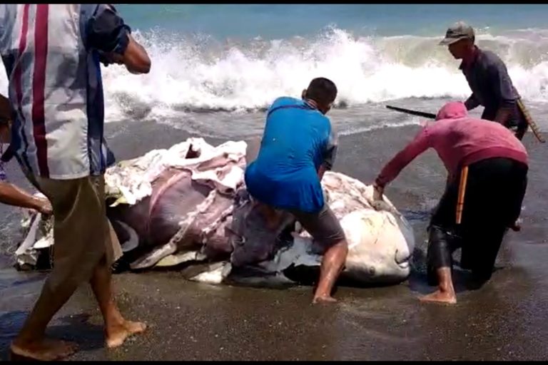 Lethal or not? Australia's beaches are a crucible for shark control methods