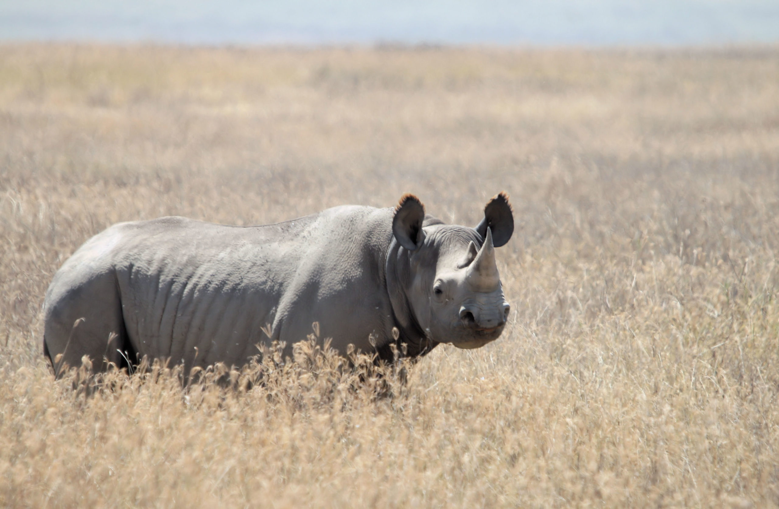 Malawi court sentences Chinese wildlife trafficking kingpin to 14 years in jail Malawi court sentences Chinese wildlife trafficking kingpin to 14 years in jail