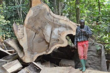 Fallen giant: a member of the survey team inspects the remains of a felled African zebrawood in Ebo Forest  Image courtesy Eric Nana.