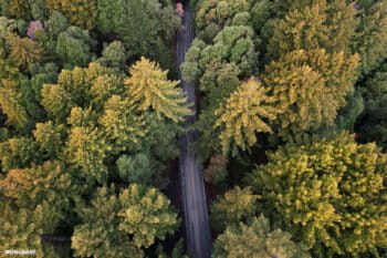 Road through a Redwood forest in Northern California. Photo credit: Rhett A. Butler / Mongabay