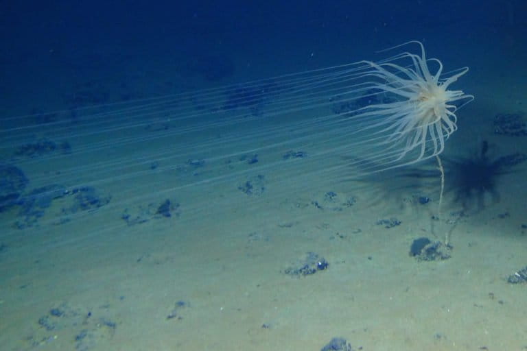 Relicanthus sp.—a new species from a new order of Cnidaria collected at 4,100 meters in the Clarion-Clipperton Fracture Zone (CCZ) that lives on sponge stalks attached to nodules. Image courtesy of Craig Smith and Diva Amon, ABYSSLINE Project.