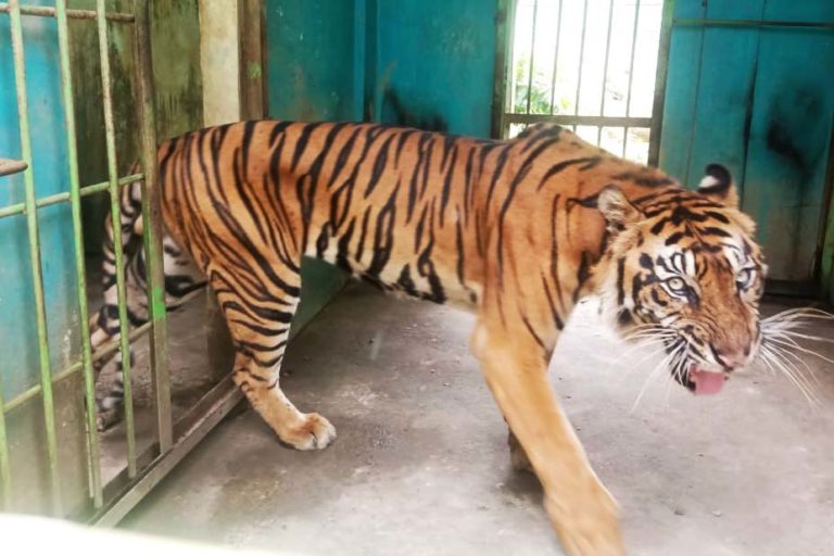 Very sad': Two white tiger cubs suspected to have died from COVID-19 in  Pakistan