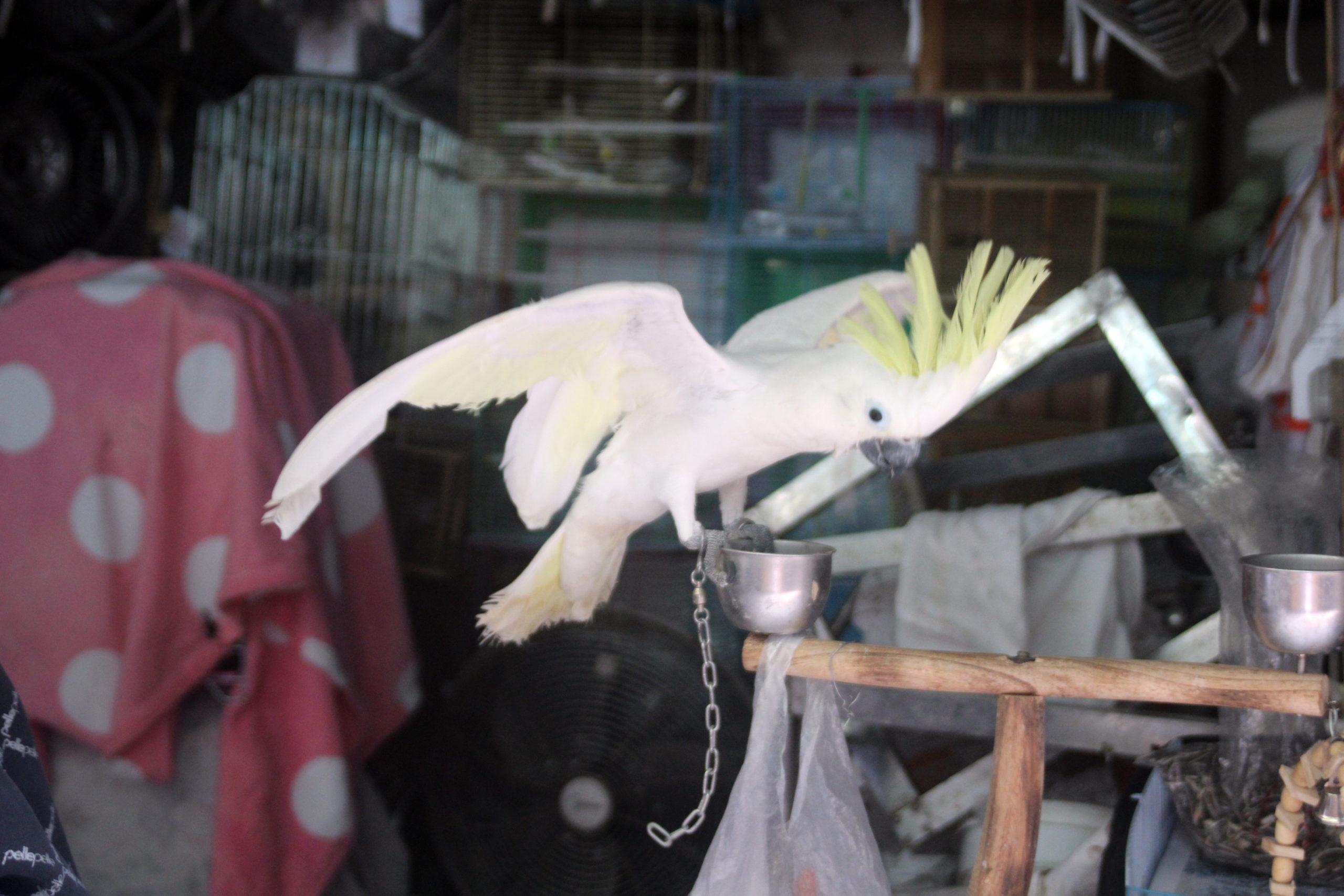 To spot wild-caught birds in pet trade, researchers zoom into isotopic detail To spot wild-caught birds in pet trade, researchers zoom into isotopic detail