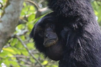 A siamang in Indonesia. Image by Rhett A. Butler/Mongabay.