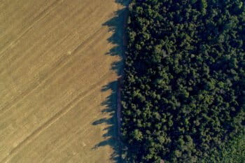 Soy-forest boundary. Photo credit: Mighty Earth
