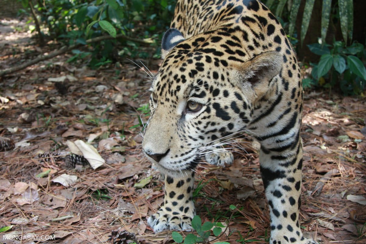 Jaguar