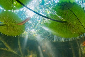The aquatic life of the San Pedro Mártir River in Tabasco, Mexico, finds refuge in the submerged roots of the red mangrove forests. Image by Octavio Aburto.