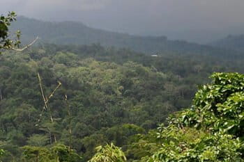 The forests of the Torricelli Mountain Range. Image courtesy of the Tenkile Conservation Alliance.