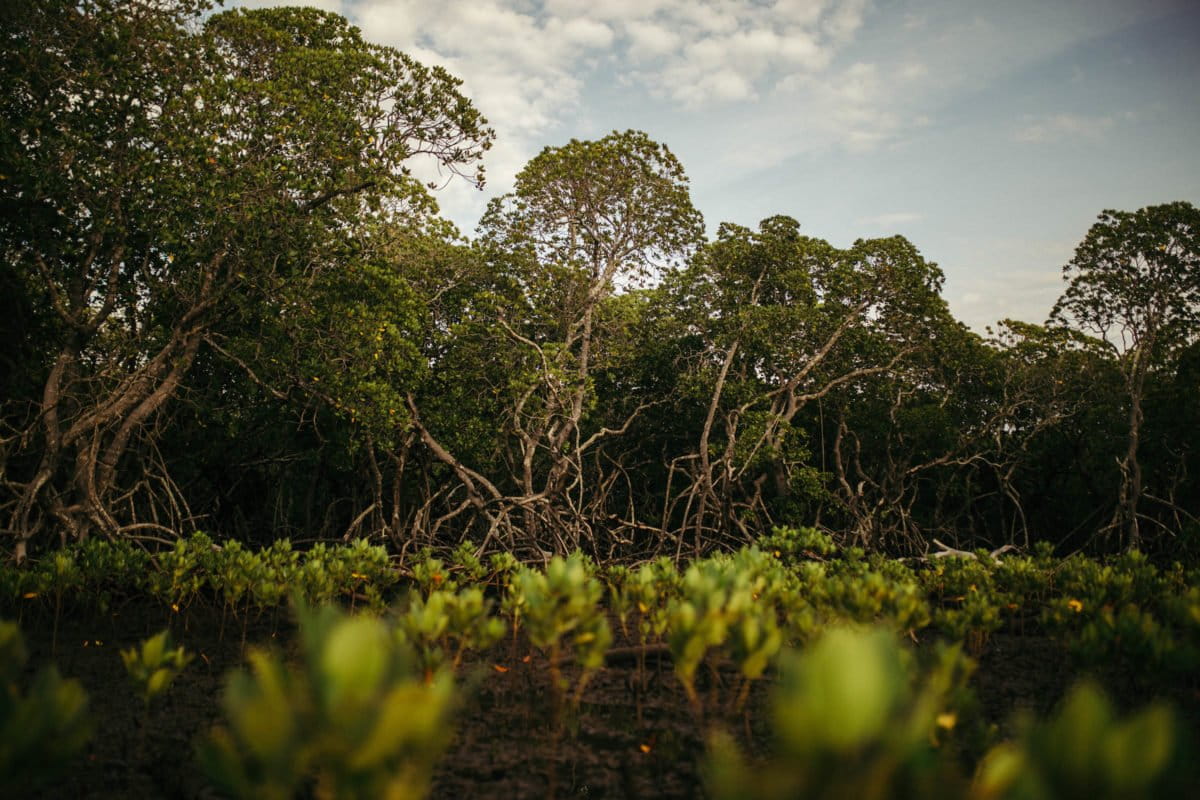 Mangrove forest near Junda village, near Mombasa, Kenya. Image by Kang Chun Cheng.