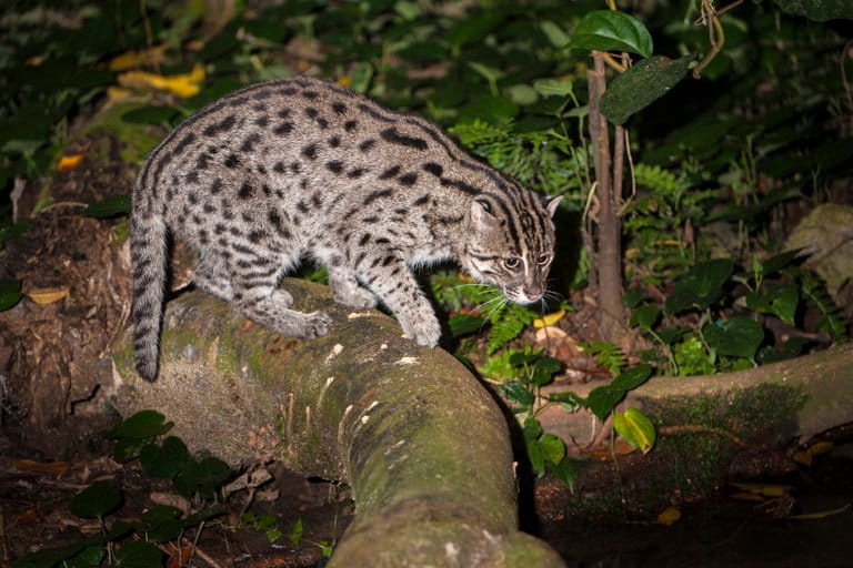 Adult Fishing Cat (Prionailurus viverrinus) hunting by water at night. From S.E. Asia. Photographed in captivity at Singapore Zoo. Photo credit: Nick Garbutt