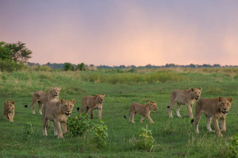 Lions at dusk Nkasa Rupara National Park. Photo credit: Paul Funston/Panthera