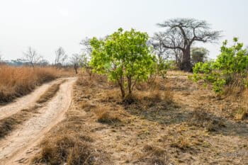 Baobab tree