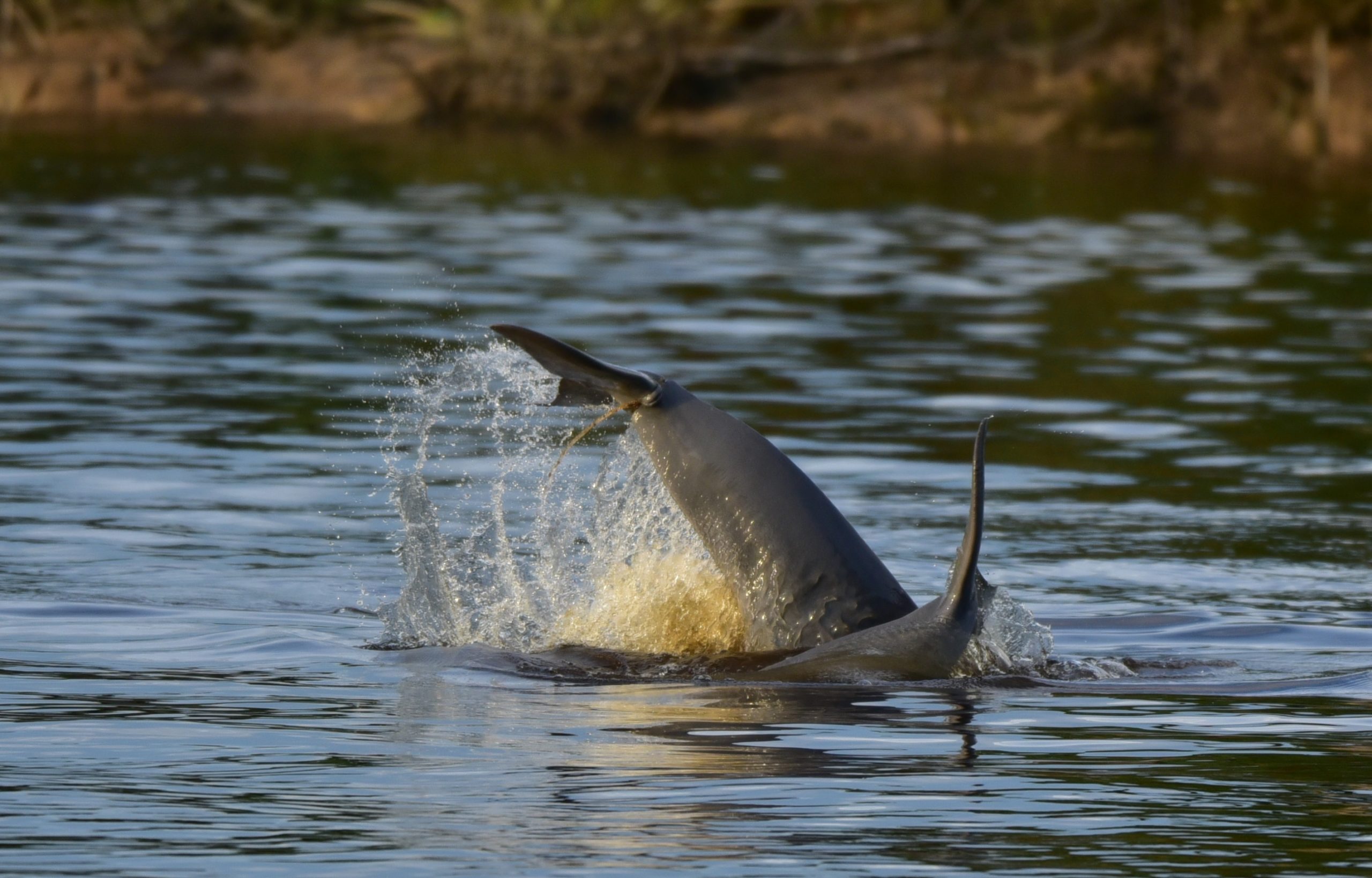 Illegal fishing nets trap dolphins, whales and other protected