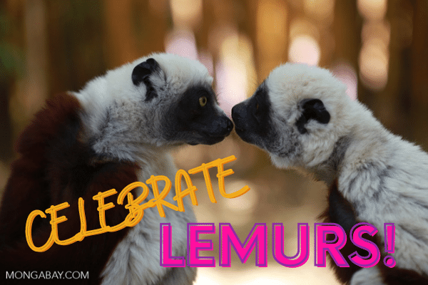 World Lemur Day celebrated in Madagascar with new postage stamps | ANTI ...