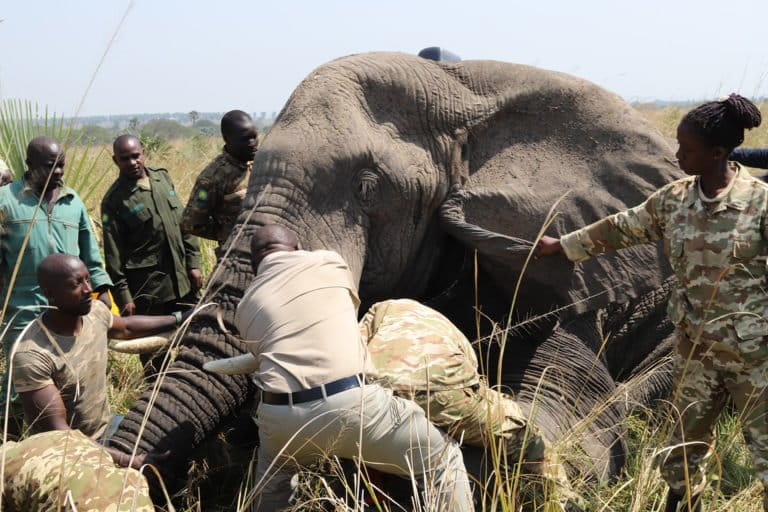 WCS staff in Africa and Asia work to save elephants. Here, Researchers are collaring a savannah elephant in Uganda. Photo credit WCS Uganda