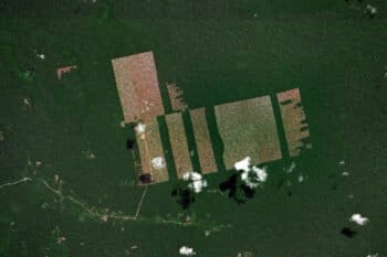 Zoom.earth satellite image showing an area of forest cleared for a cacao plantation outside of Tamshiyacu, Peru.