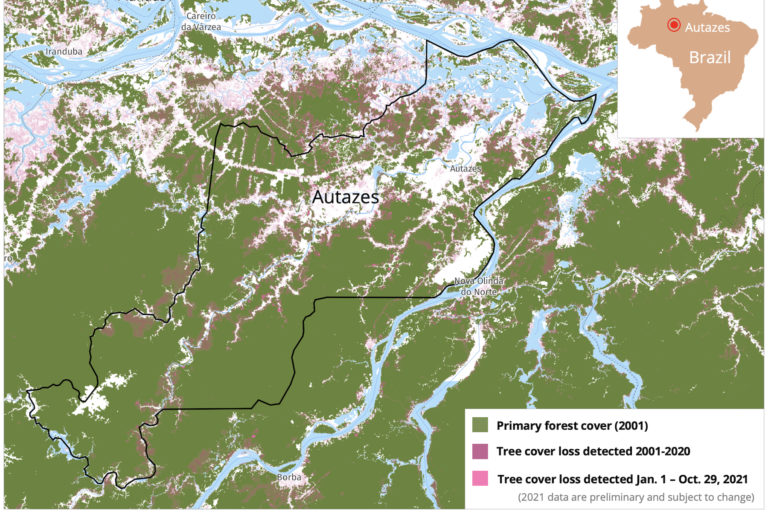 Satellite data from the University of Maryland visualized on Global Forest Watch shoe tree cover loss expanding into the old growth rainforest of Autazes.