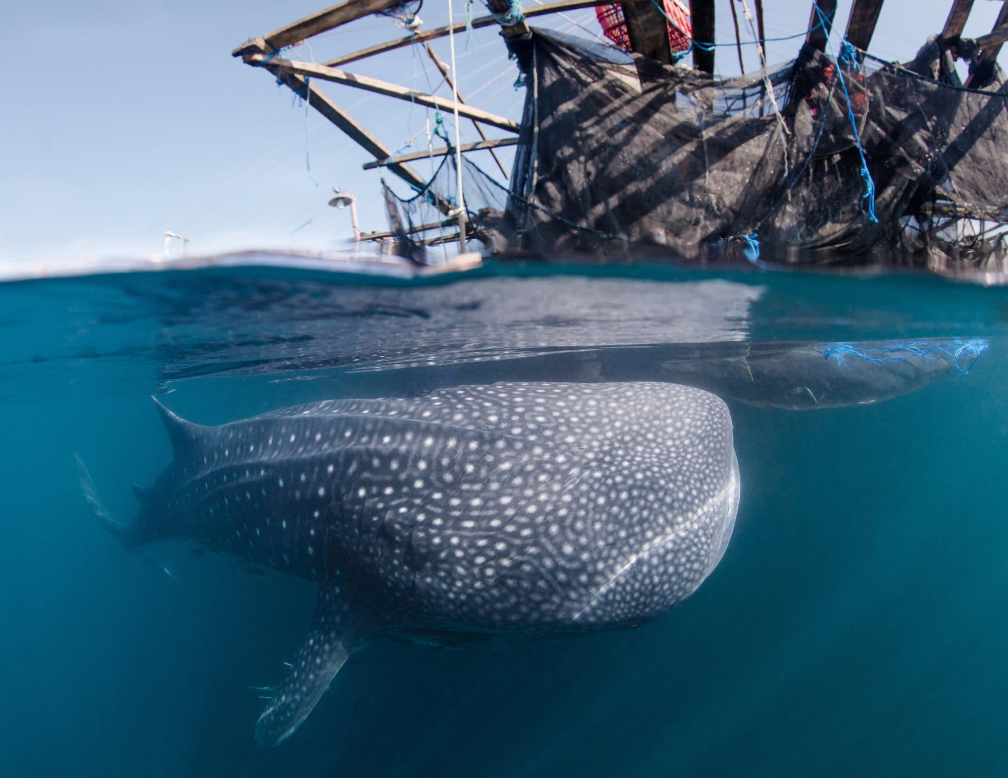 Study shines a light on Indonesia’s murky shark fishery and trade
