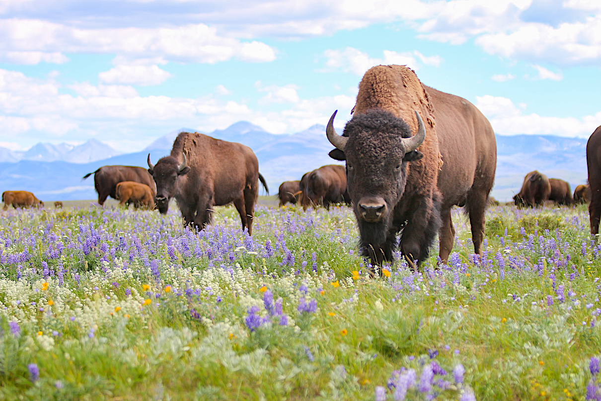 American Buffalo: Spirit of a Nation, About, Nature