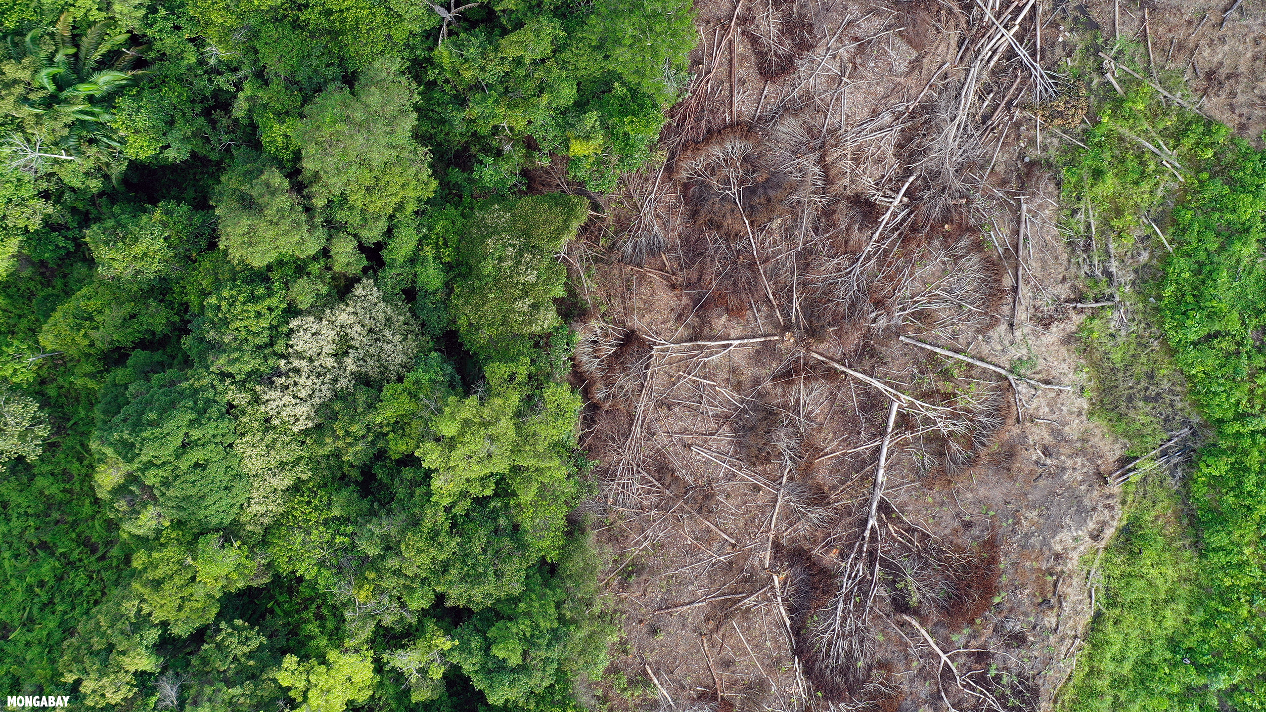 Deforestation in Borneo. Photo credit: Rhett A. Butler / mongabay