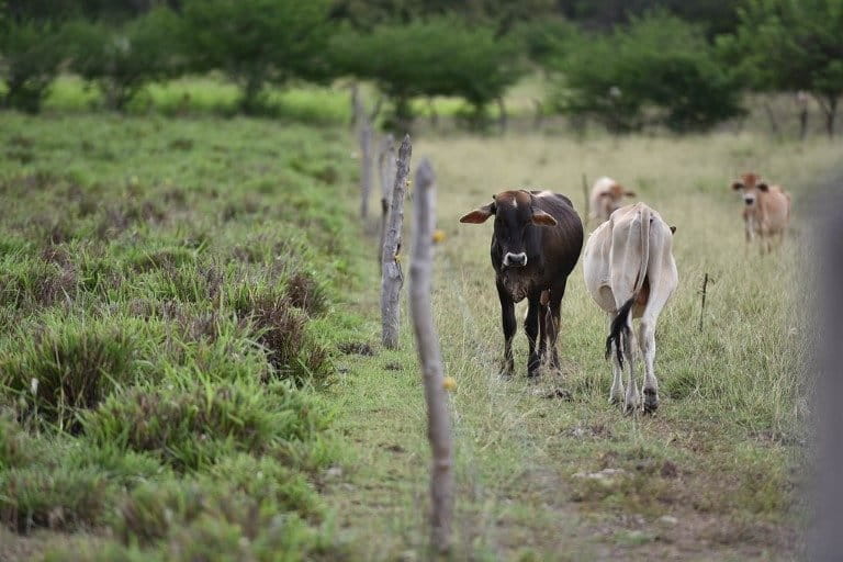 Cattle in Colombia