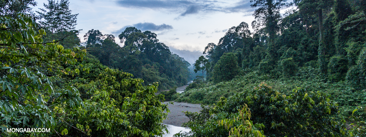 primary forest in Danum Valley Conservation Area, Sabah, by John C. Cannon/Mongabay