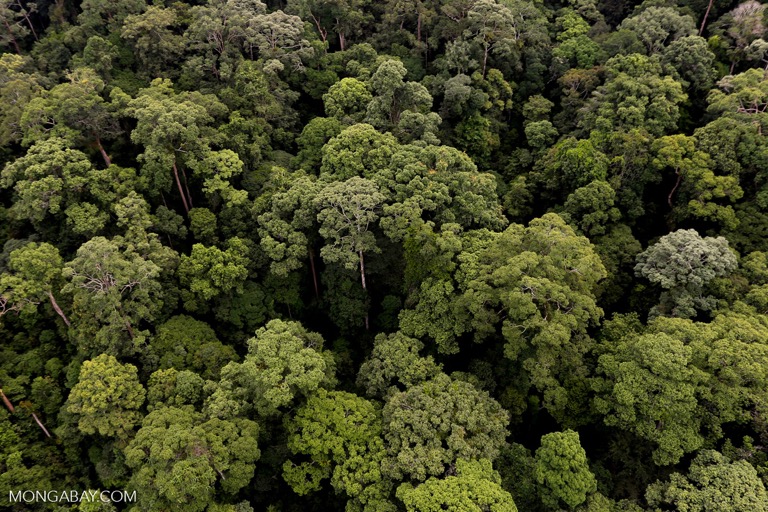 The rainforest in Malaysian Borneo. Image by Rhett A. Butler/Mongabay.