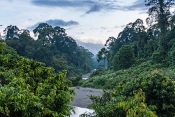 primary forest in Danum Valley Conservation Area, Sabah, by John C. Cannon/Mongabay
