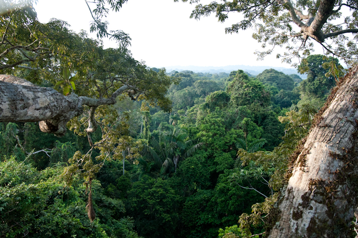 The canopy of the Ecuadorian Amazon.