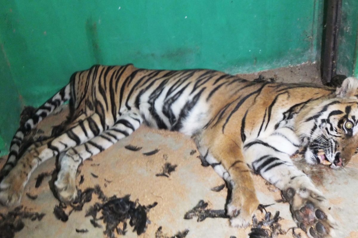 Starving and injured Sumatran tiger dies in captivity, Indonesian