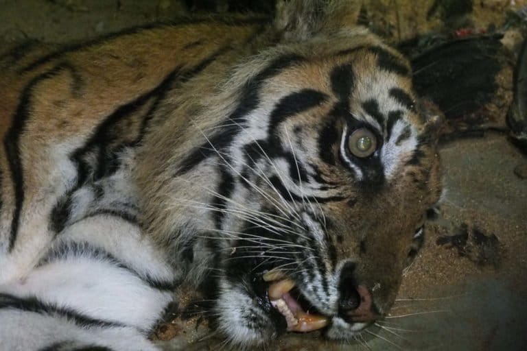 Pejabat Indonesia didakwa, tetapi tidak dipenjara, karena memperdagangkan bagian tubuh harimau sumatera